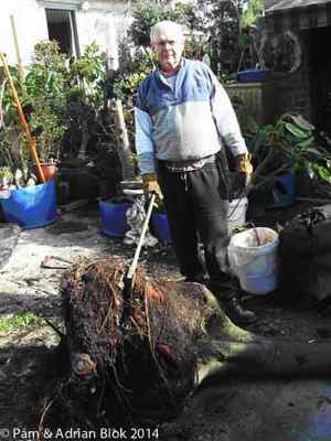 chopping off roots